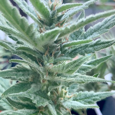 Bruce Banner 7/22 growlog photo: 9a