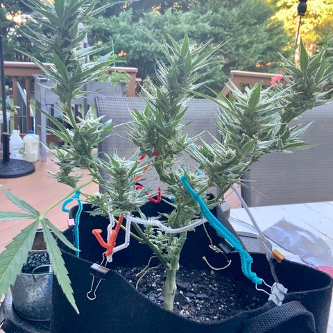 Bruce Banner 7/22 growlog photo: 9a