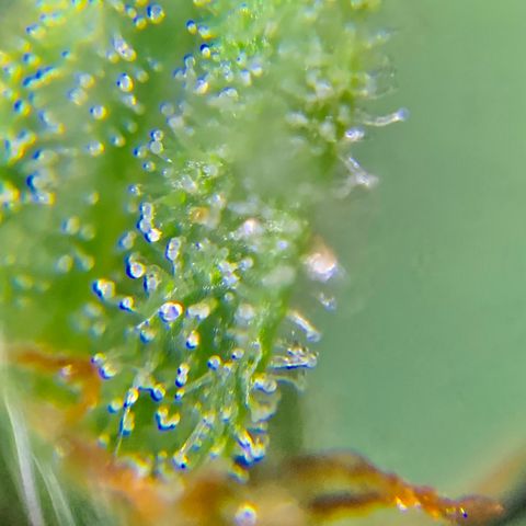 Bruce Banner 7/22 growlog photo: 9a