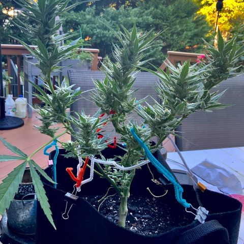 Bruce Banner 7/22 growlog photo: 9a