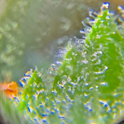 Bruce Banner 7/22 growlog photo: 9a