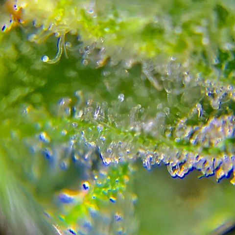 Bruce Banner 7/22 growlog photo: 9a
