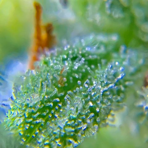 Bruce Banner 7/22 growlog photo: 9a