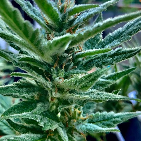 Bruce Banner 7/22 growlog photo: 9a