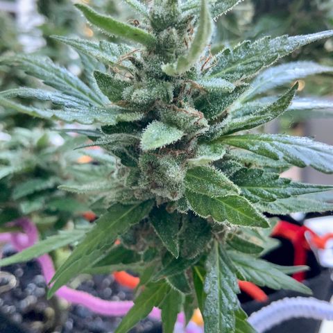 Gorilla Glue 1 7/23 growlog photo: 9a
