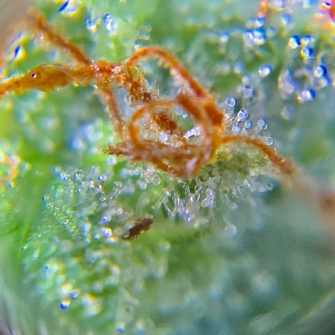 Gorilla Glue 1 7/23 growlog photo: 9a
