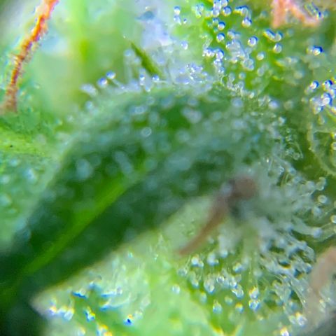 Gorilla Glue 1 7/23 growlog photo: 9a