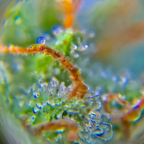 Gorilla Glue 1 7/23 growlog photo: 9a