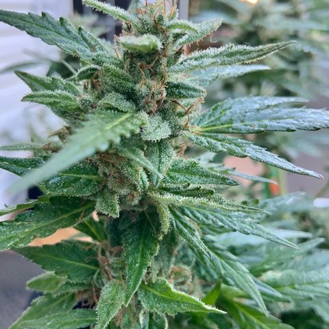 Gorilla Glue 1 7/23 growlog photo: 9a