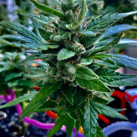 Gorilla Glue 1 7/23 growlog photo: 9a