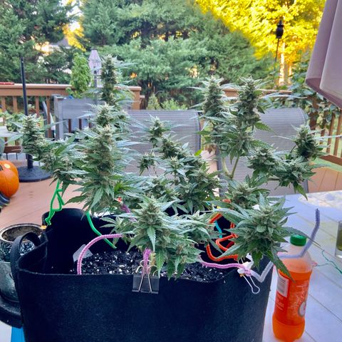 Gorilla Glue 1 7/23 growlog photo: 9a