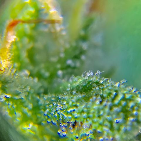 Gorilla Glue 1 7/23 growlog photo: 9a