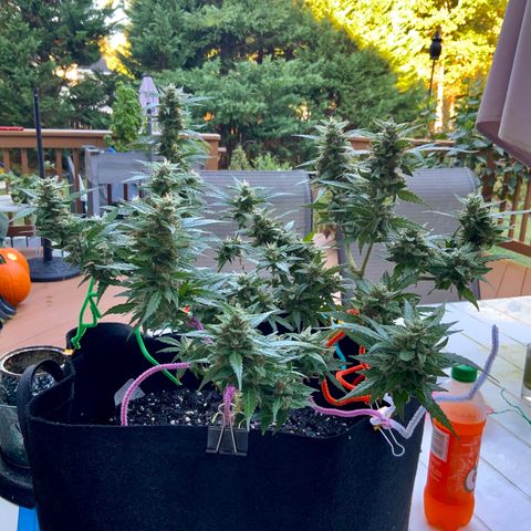 Gorilla Glue 1 7/23 growlog photo: 9a