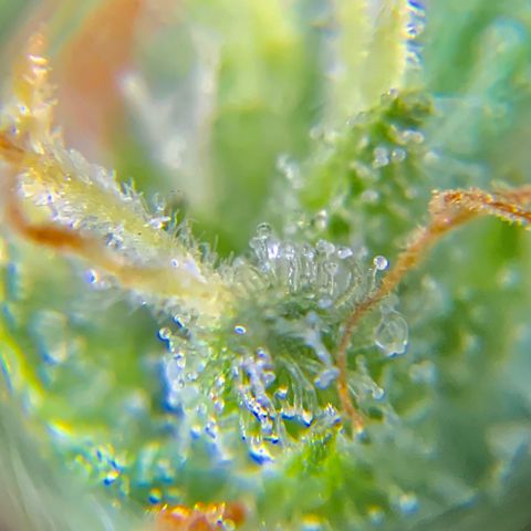Gorilla Glue 1 7/23 growlog photo: 9a