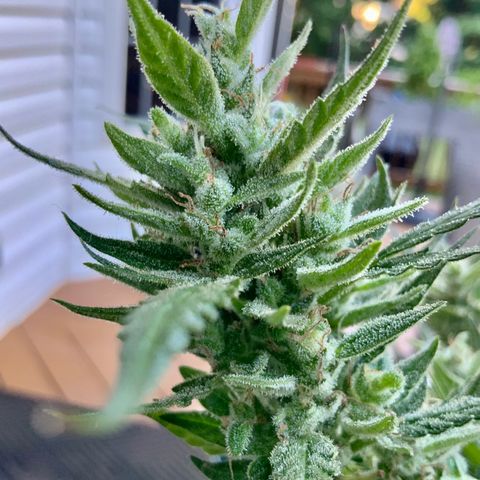 White Widow 7/25 growlog photo: 9a