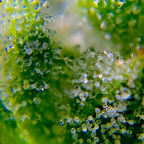 White Widow 7/25 growlog photo: 9a