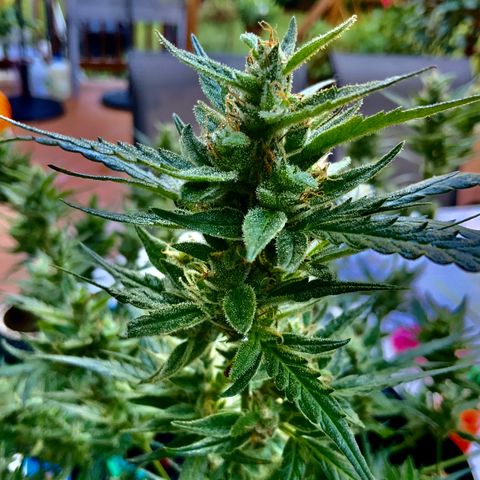 White Widow 7/25 growlog photo: 9a