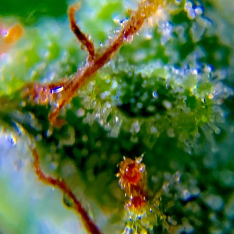 White Widow 7/25 growlog photo: 9a