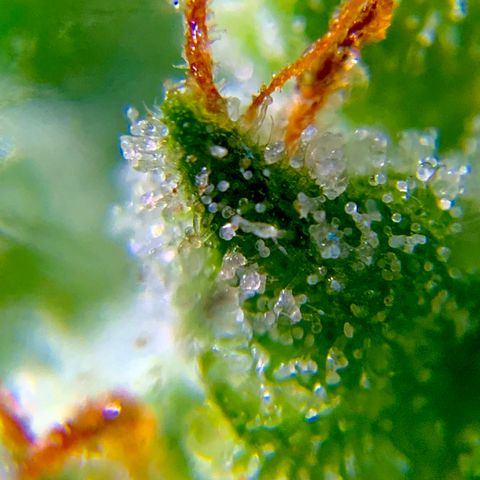 White Widow 7/25 growlog photo: 9a