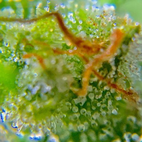 White Widow 7/25 growlog photo: 9a