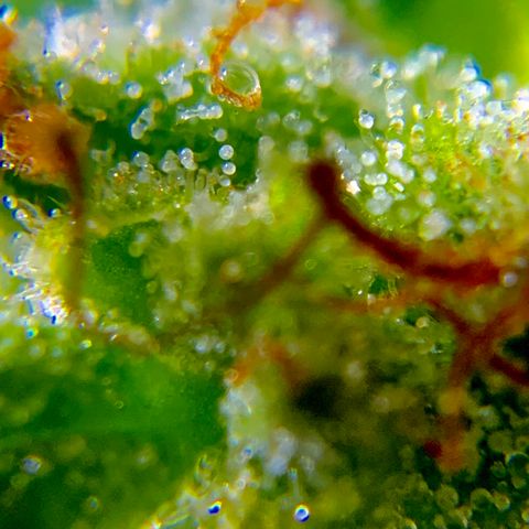 White Widow 7/25 growlog photo: 9a
