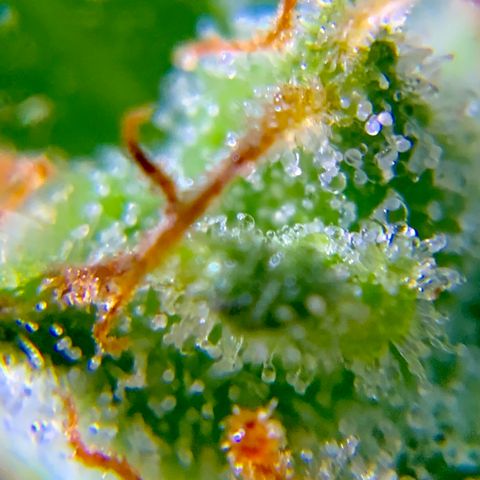 White Widow 7/25 growlog photo: 9a