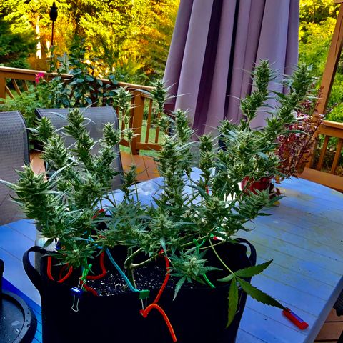 White Widow 7/25 growlog photo: 9a