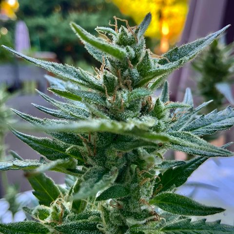 White Widow 7/25 growlog photo: 9a