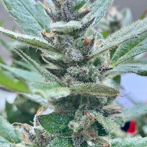 Gorilla Glue 2 7/25 growlog photo: 9a
