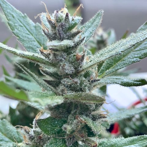 Gorilla Glue 2 7/25 growlog photo: 9a