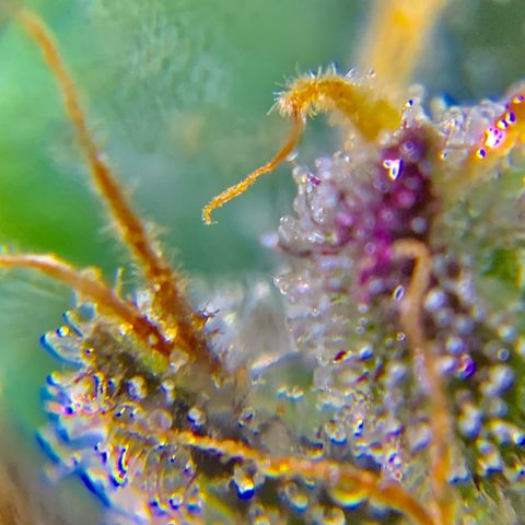 Gorilla Glue 2 7/25 growlog photo: 9a