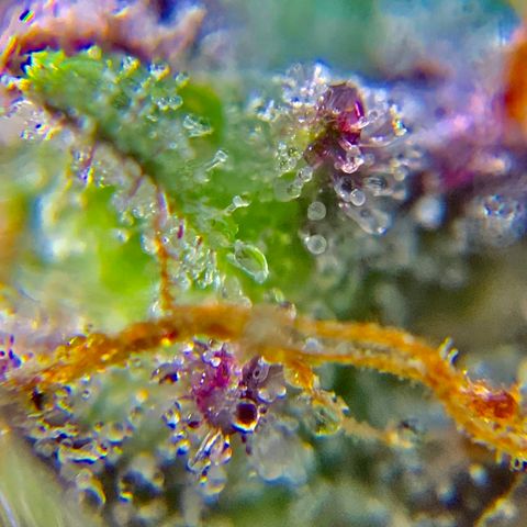Gorilla Glue 2 7/25 growlog photo: 9a