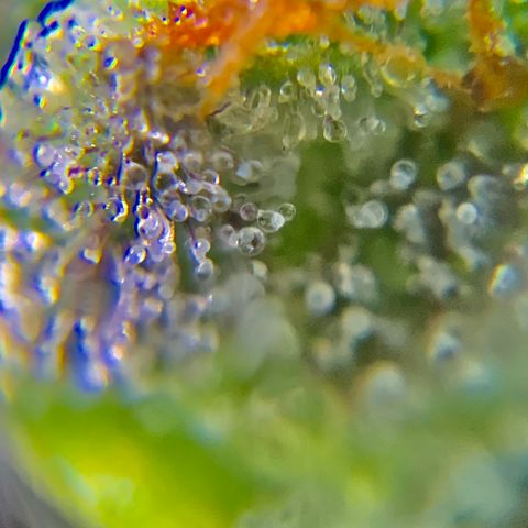 Gorilla Glue 2 7/25 growlog photo: 9a