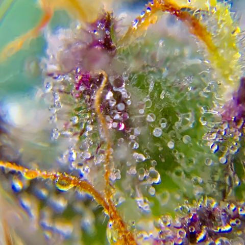 Gorilla Glue 2 7/25 growlog photo: 9a