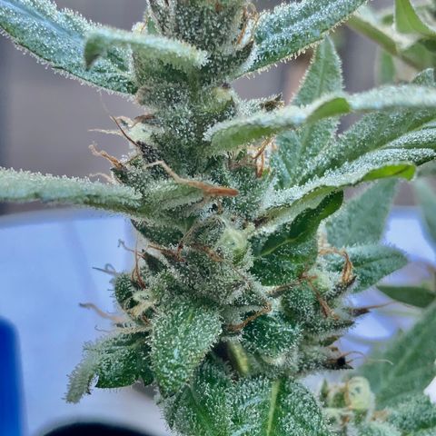 Gorilla Glue 2 7/25 growlog photo: 9a