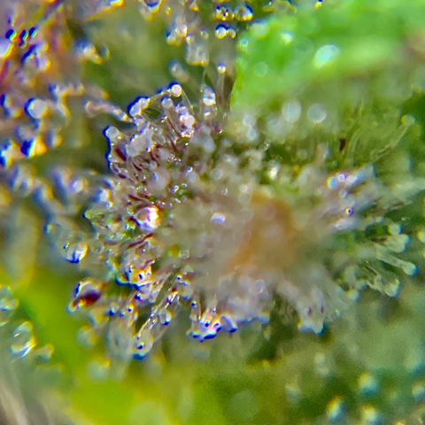 Gorilla Glue 2 7/25 growlog photo: 9a