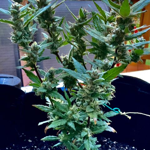 Gorilla Glue 2 7/25 growlog photo: 9a