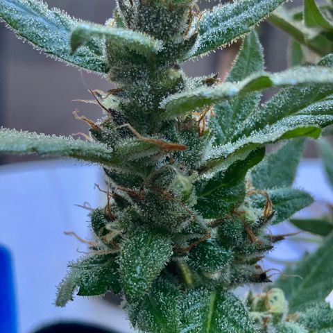 Gorilla Glue 2 7/25 growlog photo: 9a