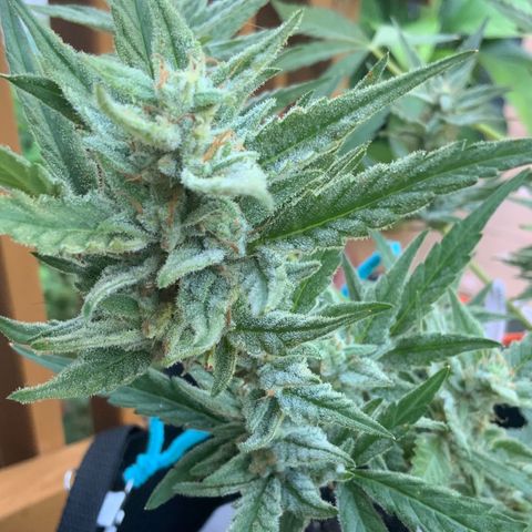 Bruce Banner 7/22 growlog photo: 9a