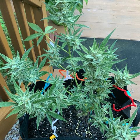 Bruce Banner 7/22 growlog photo: 9a