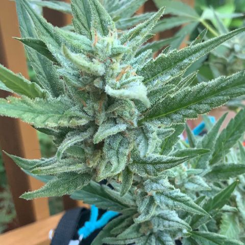 Bruce Banner 7/22 growlog photo: 9a
