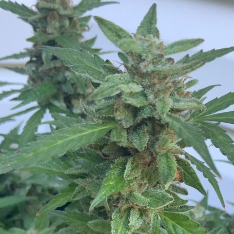 Gorilla Glue 1 7/23 growlog photo: 9a
