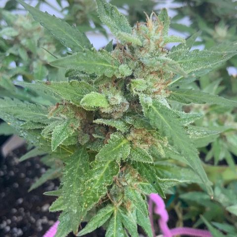 Gorilla Glue 1 7/23 growlog photo: 9a