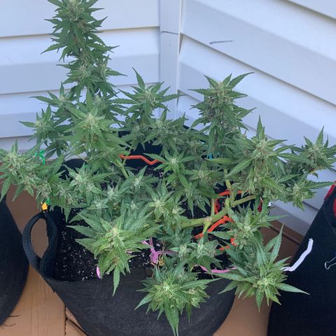 Gorilla Glue 1 7/23 growlog photo: 9a