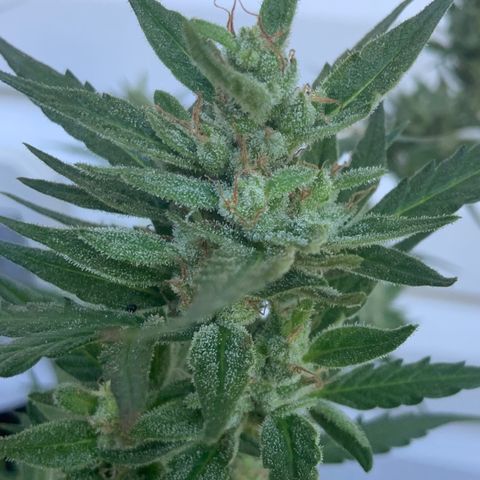 White Widow 7/25 growlog photo: 9a