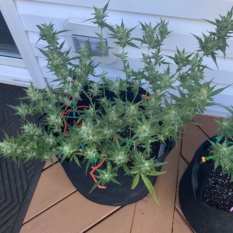 White Widow 7/25 growlog photo: 9a