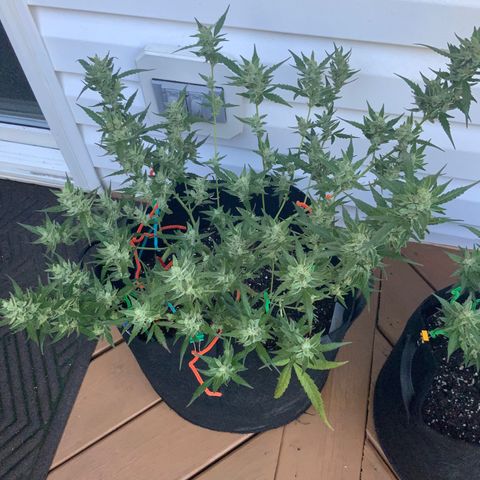 White Widow 7/25 growlog photo: 9a