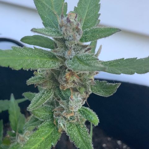 Gorilla Glue 2 7/25 growlog photo: 9a