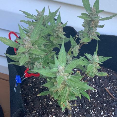 Gorilla Glue 2 7/25 growlog photo: 9a