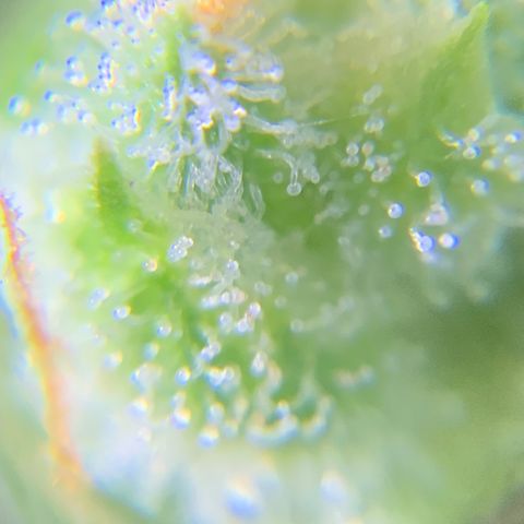 Bruce Banner 7/22 growlog photo: 9a